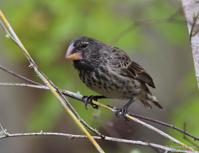 Large Ground Finch female adult, identification, aspect
