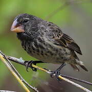 Large Ground Finch