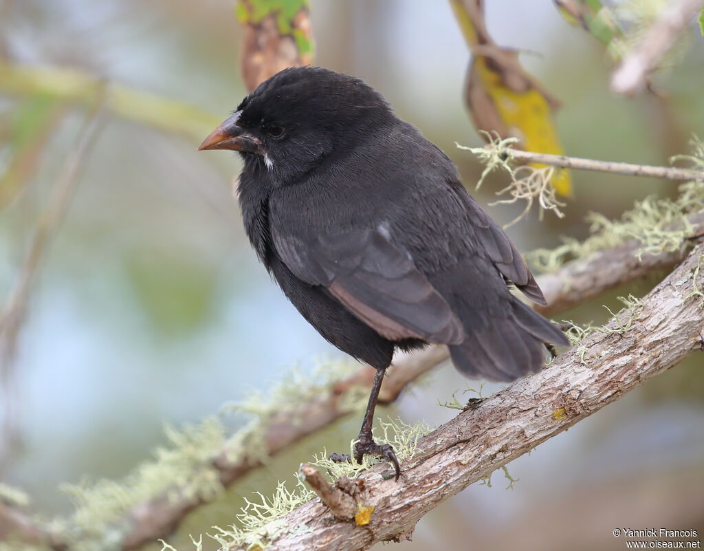 Small Ground Finch male adult, habitat, aspect