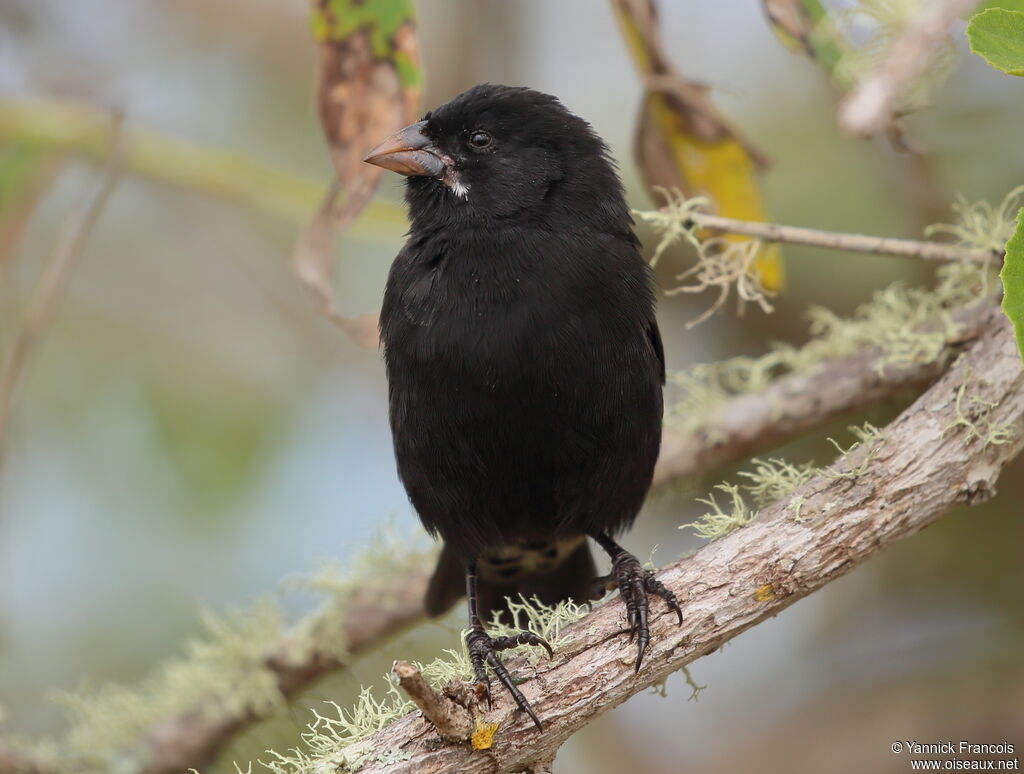 Small Ground Finch male adult, identification, aspect