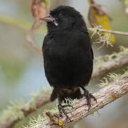 Small Ground Finch