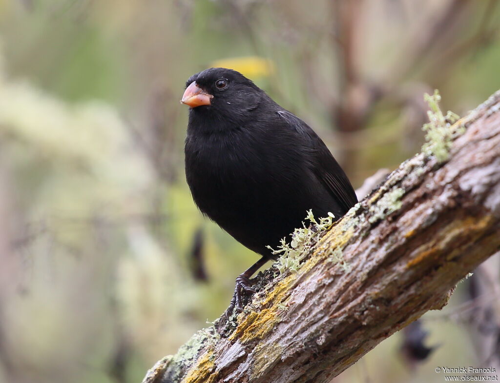 Small Ground Finch male adult, identification, aspect