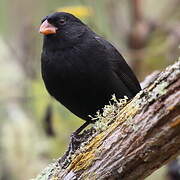 Small Ground Finch