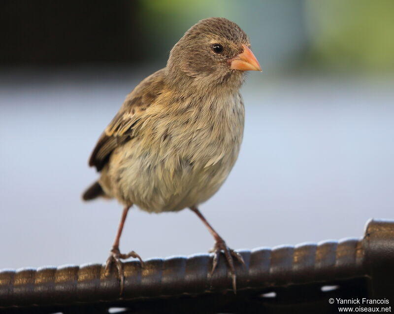 Small Ground Finch female adult, identification, aspect