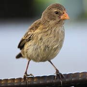 Small Ground Finch