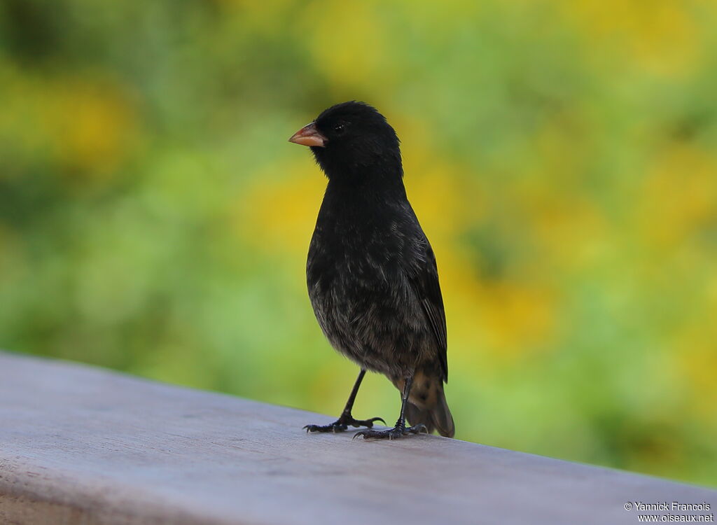 Small Ground Finch male adult, identification, aspect