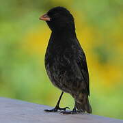 Small Ground Finch