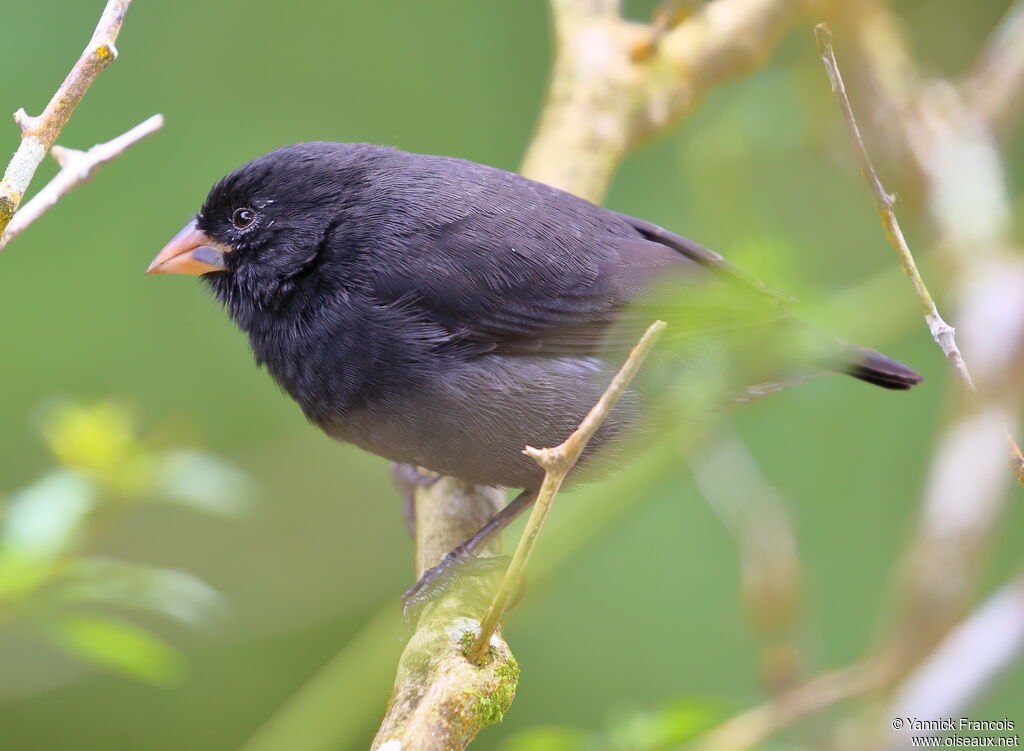 Small Ground Finch male adult, identification, aspect