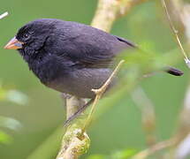 Small Ground Finch