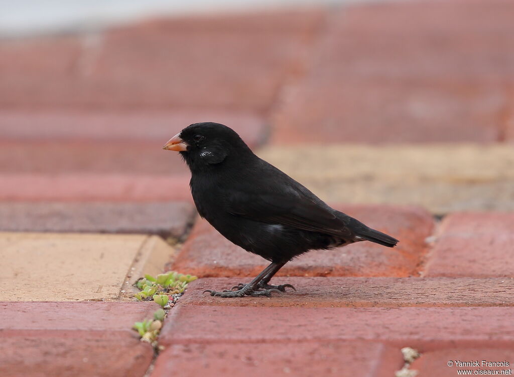 Small Ground Finch male adult, identification, aspect