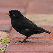 Small Ground Finch