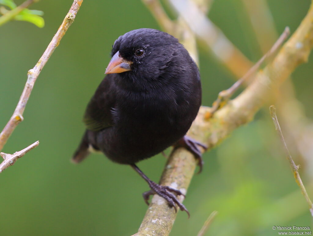 Small Ground Finch male adult, identification, aspect