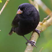 Small Ground Finch