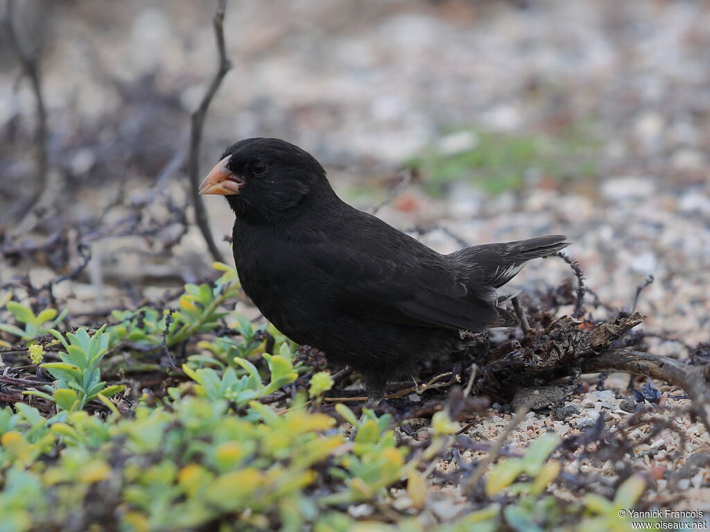 Small Ground Finch male adult, habitat, aspect