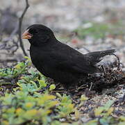 Small Ground Finch