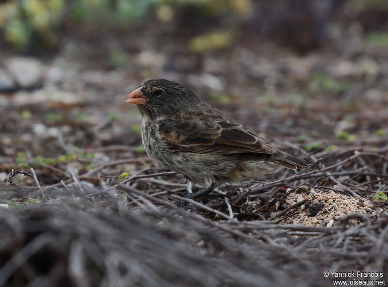 Small Ground Finch female adult, habitat, aspect