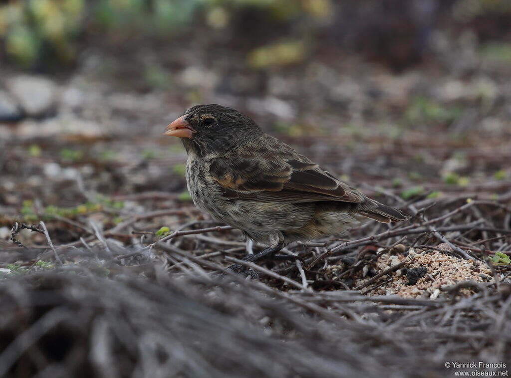 Small Ground Finch female adult, habitat, aspect