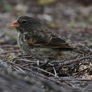 Small Ground Finch