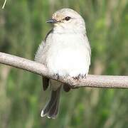 African Grey Flycatcher