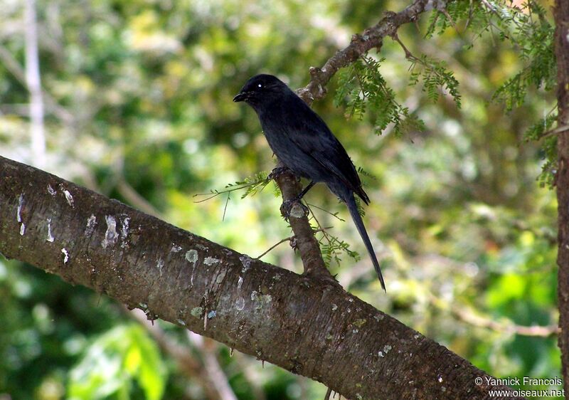 Northern Black Flycatcheradult, identification, aspect