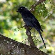 Gobemouche drongo