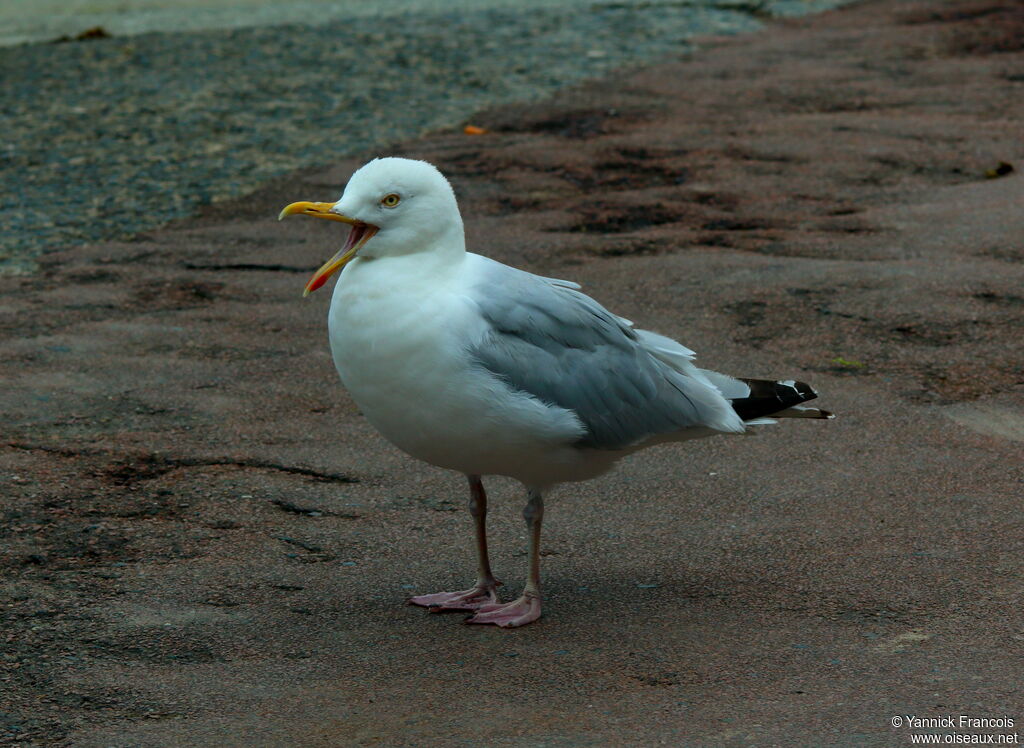 Goéland argentéadulte, identification, composition, Comportement