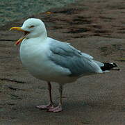 European Herring Gull