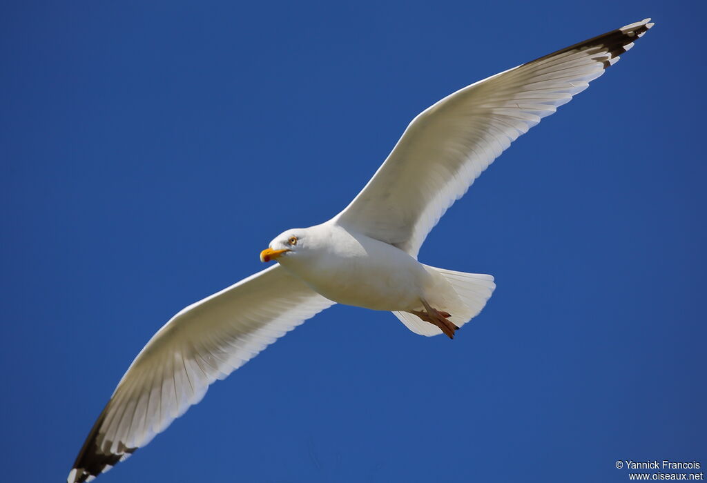 European Herring Gulladult, aspect, Flight