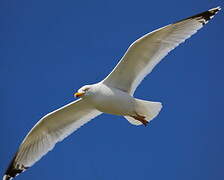 European Herring Gull