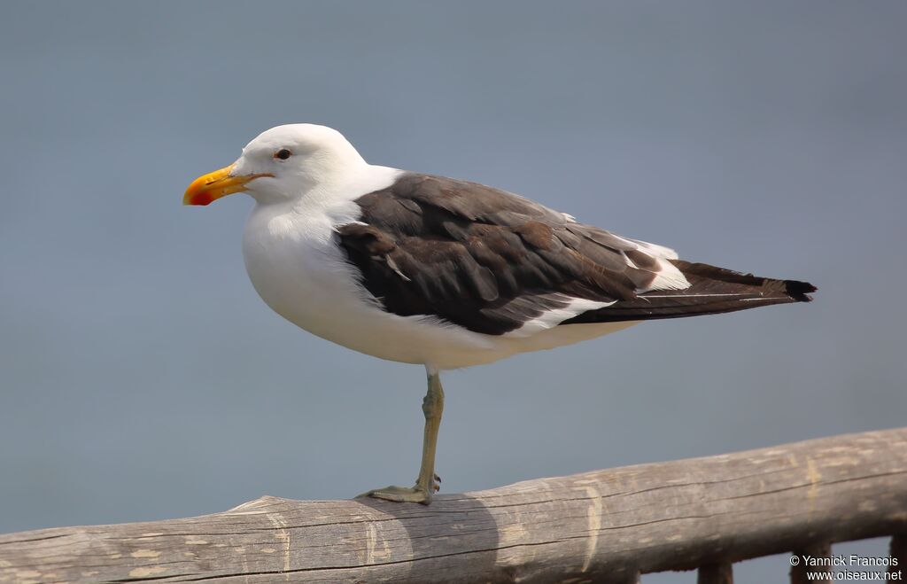 Goéland dominicainadulte, identification, composition