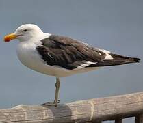 Kelp Gull