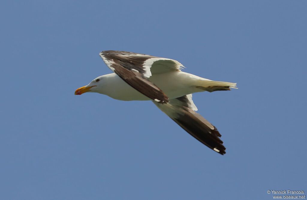 Kelp Gulladult, aspect, Flight