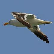 Kelp Gull