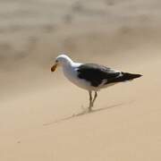 Kelp Gull