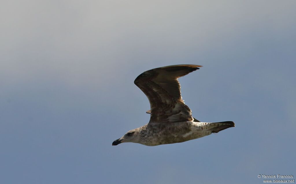 Kelp Gullimmature, aspect, Flight