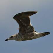 Kelp Gull