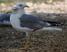 Yellow-legged Gull