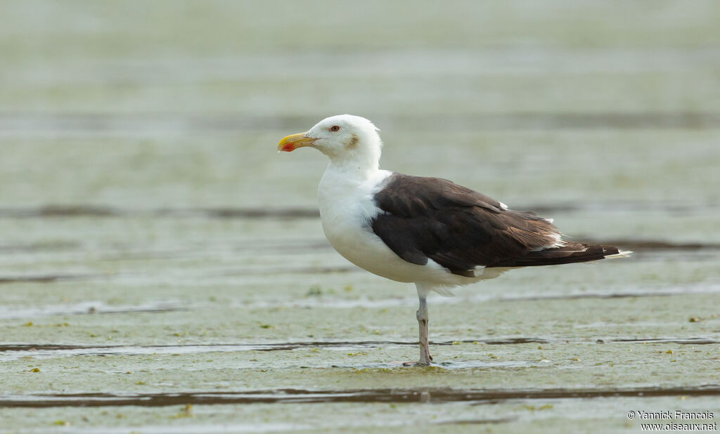 Goéland marinadulte, identification, composition