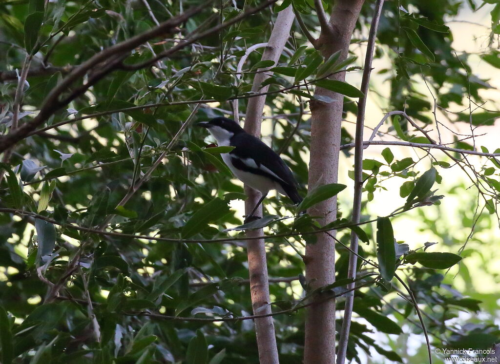 Gonolek à ventre blancadulte, habitat, composition