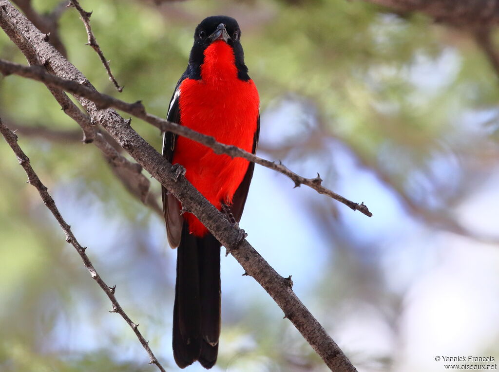 Gonolek rouge et noiradulte, identification, composition