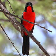 Gonolek rouge et noir