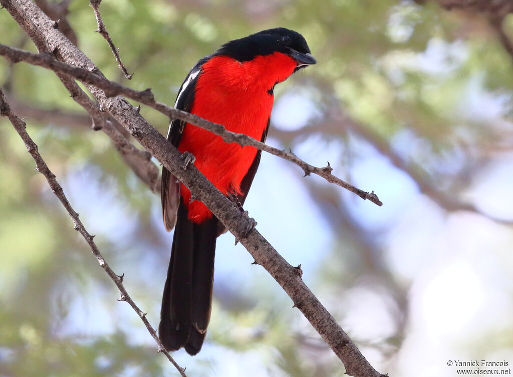 Gonolek rouge et noiradulte, identification, composition