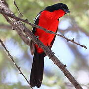 Crimson-breasted Shrike