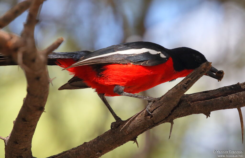 Gonolek rouge et noiradulte, identification, composition, pêche/chasse