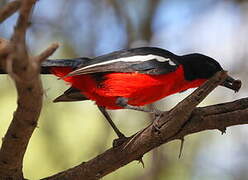 Crimson-breasted Shrike