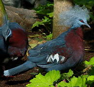 Sclater's Crowned Pigeon