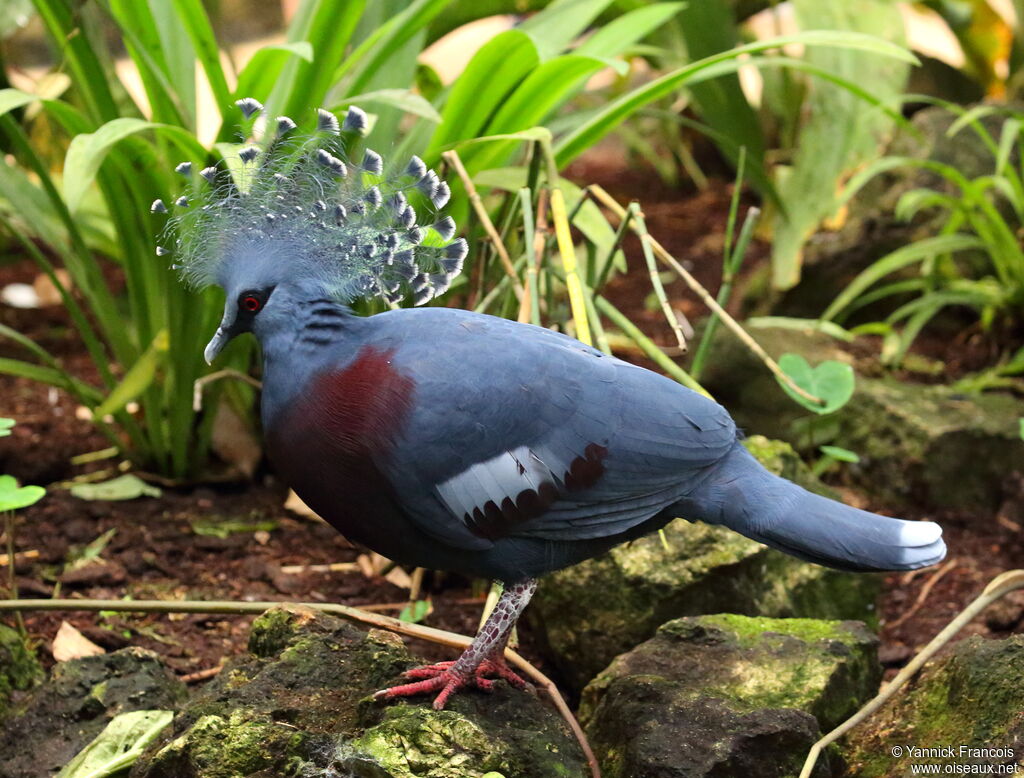 Victoria Crowned Pigeonadult, identification, aspect