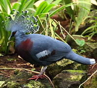 Victoria Crowned Pigeon