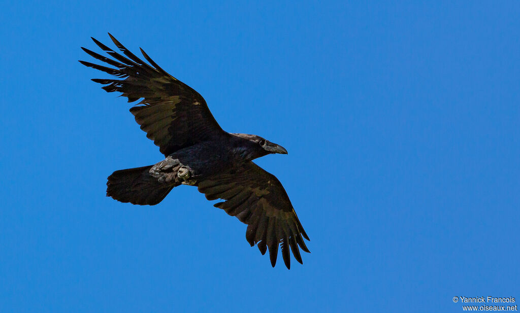 Northern Ravenadult, aspect, Flight