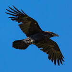 Grand Corbeau